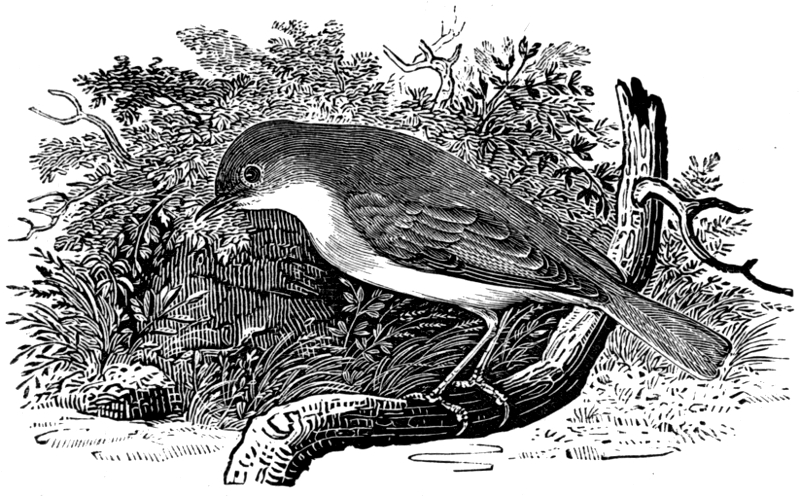 A Garden warbler, by Thomas Bewick