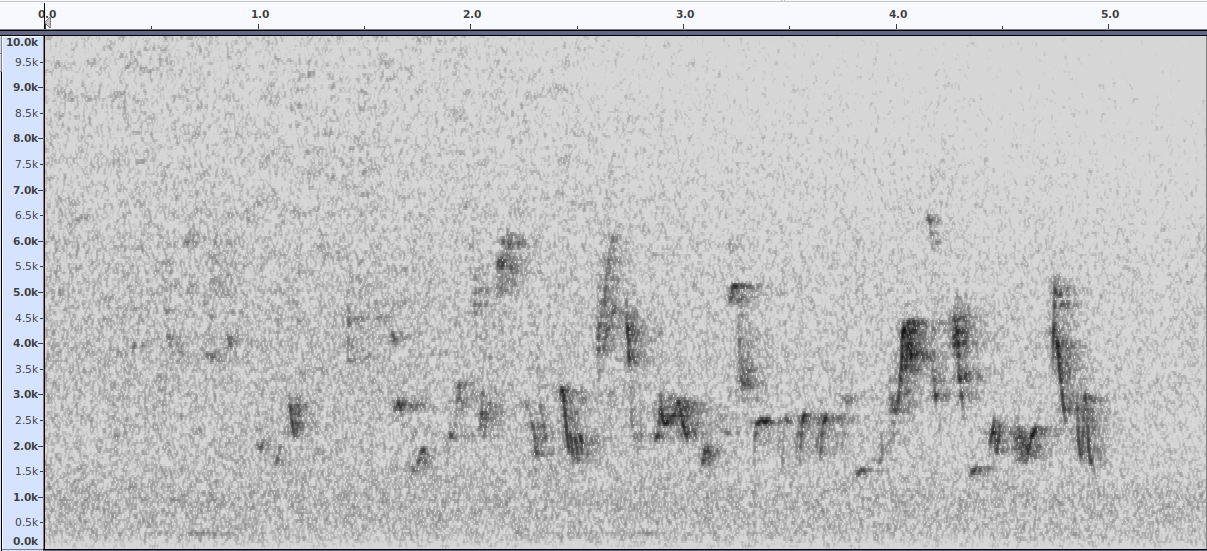 Sonogram of the recording above